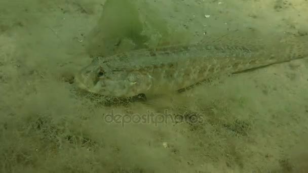 Goby tráva (Zosterisessor ophiocephalus). — Stock video