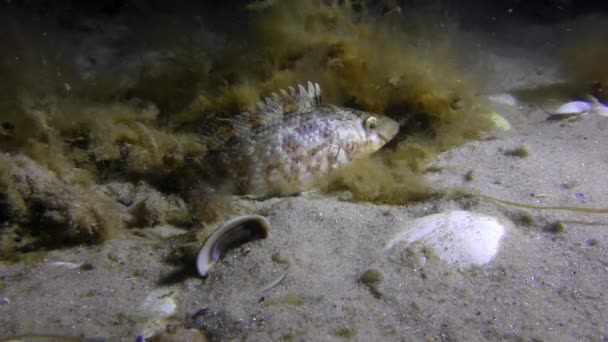 Grå wrasse (Symphodus cinereus). — Stockvideo