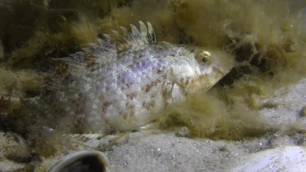 Šedá pyskoun (Symphodus cinereus). — Stock video