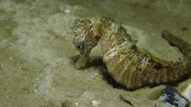 Deniz atı (Hippocampus hippocampus) kum üzerinde. — Stok video