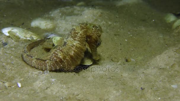 Seahorse (Hippocampus hippocampus) on the sand. — Stock Video