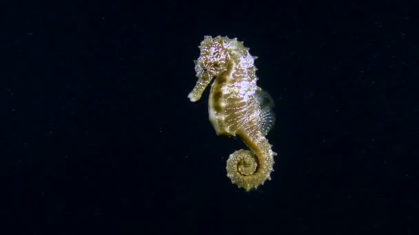 Seahorse (Hippocampus hippocampus) on a dark background. — Stock Video