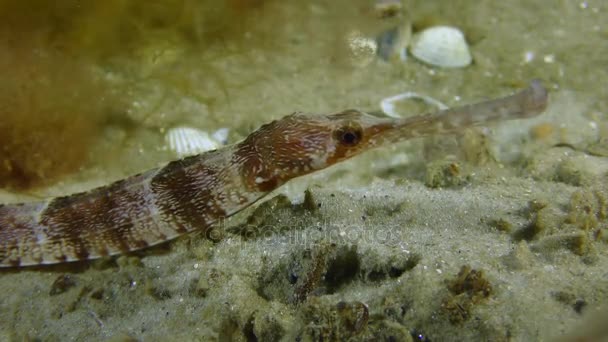 Hustě tlamou pipefish (Syngnathus variegatus), portrét. — Stock video