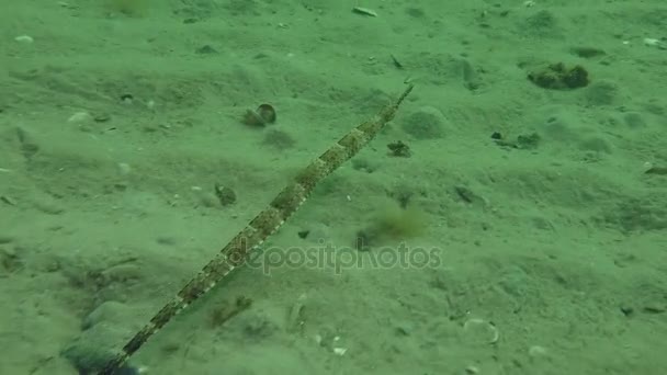 Thickly snouted pipefish (Syngnathus variegatus). — Stock Video