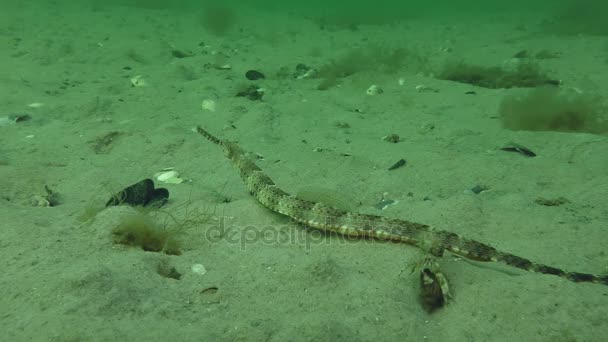 Hustě čtvernohého pipefish (Syngnathus variegatus). — Stock video