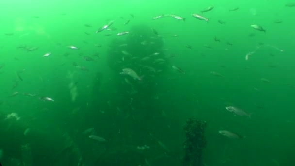 Голубая рыба (Pomatomus saltatrix ) — стоковое видео