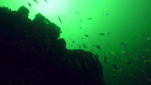 Peixes azuis (Pomatomus saltatrix ) — Vídeo de Stock
