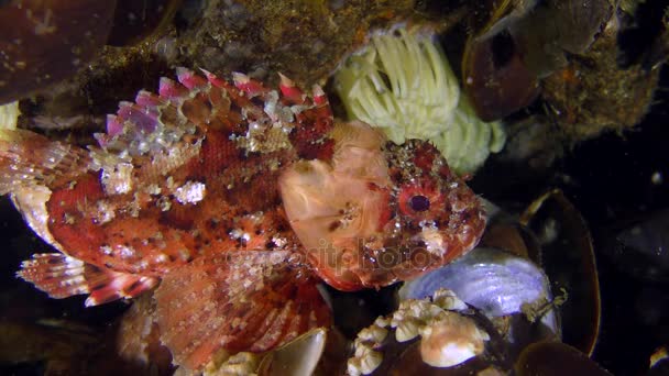 Zwarte scorpionfish (Scorpaena porcus). — Stockvideo