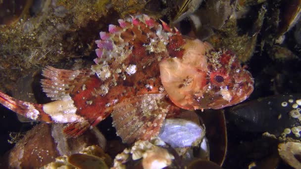 Scorpionfish noir (Scorpaena porcus) ). — Video
