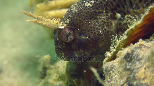 Czułki blenny (Parablennius tentacularis). — Wideo stockowe