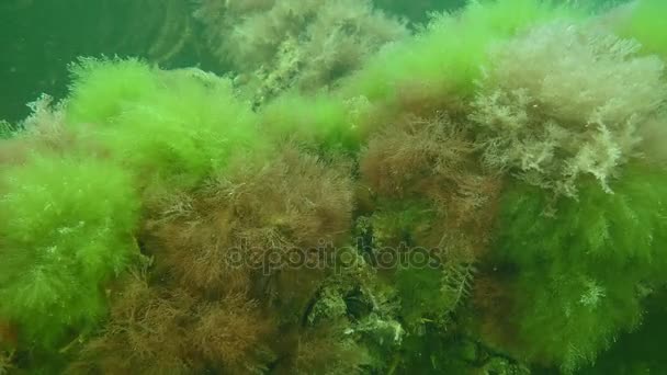 Shrubs of seaweed swing by waves. — Stock Video