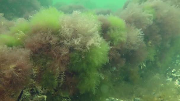 Épaisseurs d'algues vertes et rouges . — Video