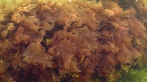 Alghe rosse (Porphyra sp. .) — Video Stock