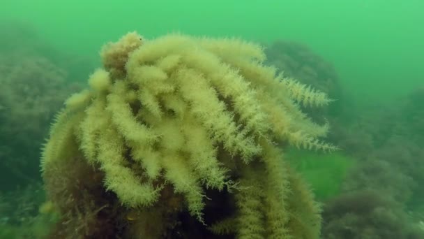 Hydroid (Obelia longissima) — Stockvideo