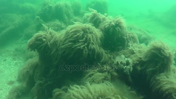 Συστάδες των Hydroid (Obelia longissima). — Αρχείο Βίντεο