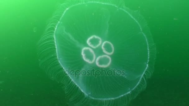 Медузы на зеленом фоне . — стоковое видео