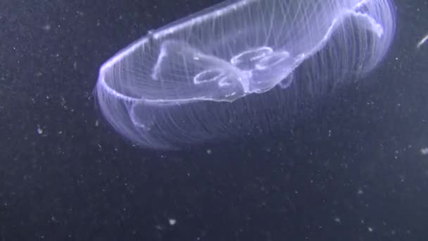 Медузы на тёмном фоне . — стоковое видео