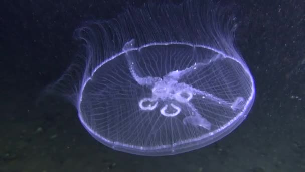 Ortak denizanası (Aurelia aurita). — Stok video