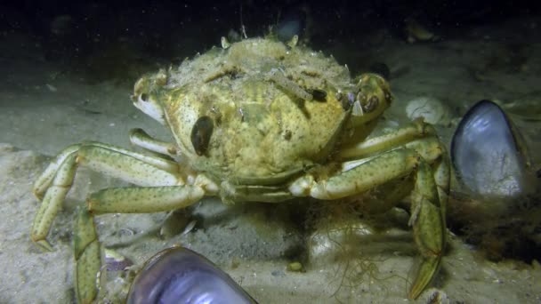 Crabe vert avec coquille envahie . — Video