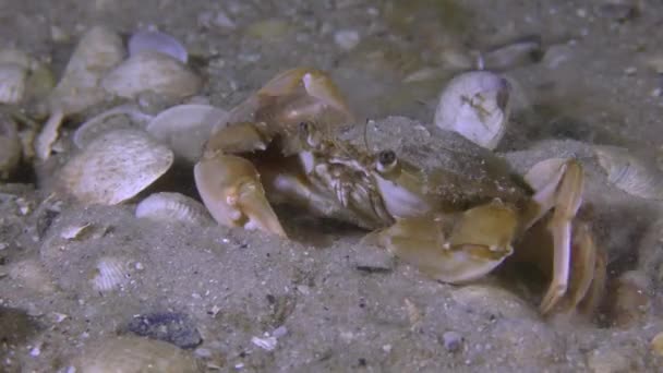 Zwemkrab begraaft in het zand. — Stockvideo