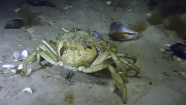 Le crabe vert rampe lentement sur le fond . — Video