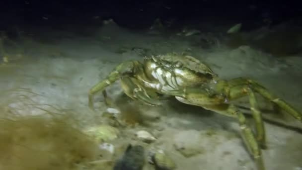 Zelený krab procházení na dně. — Stock video