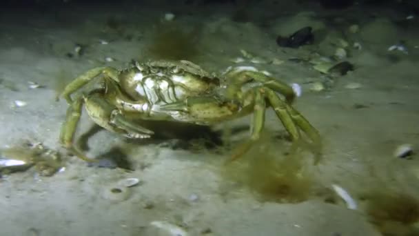 Zelený krab procházení na dně. — Stock video