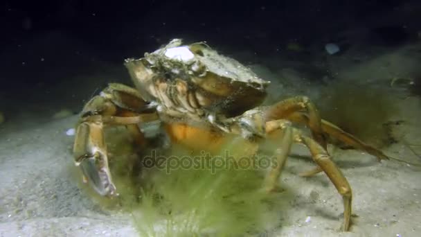 Grön krabba: hona med ägg. — Stockvideo