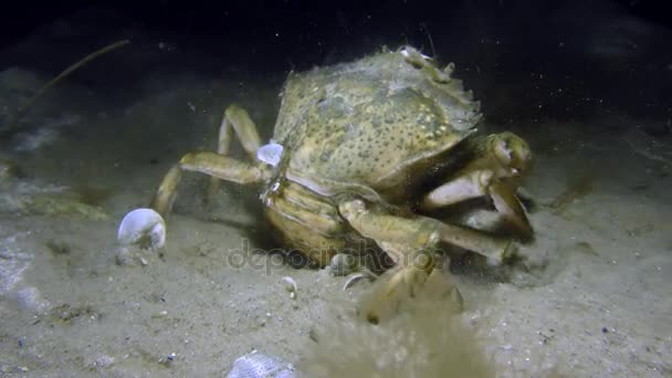 Green crab buries in the sand. — Stock Video