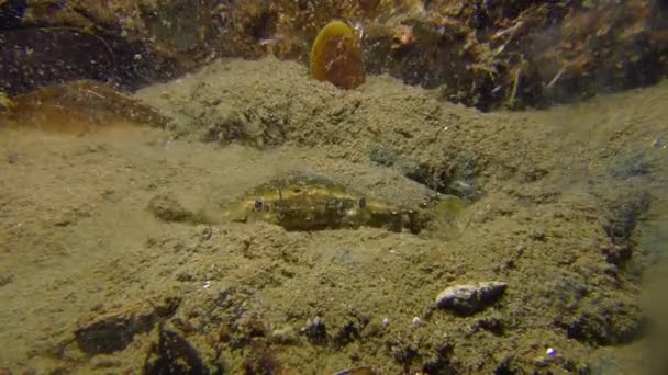 Grüne Krabbe vergräbt sich im schlammigen Boden. — Stockvideo