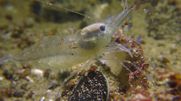 Camarão do mar Báltico (Palaemon adspersus ) — Vídeo de Stock