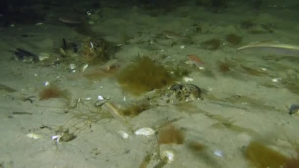 Un grand nombre de crevettes et de poissons .