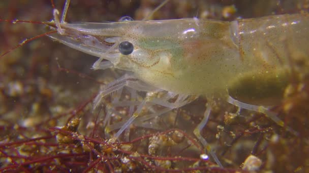 波罗的海虾 (脊尾白虾 adspersus) 特写. — 图库视频影像