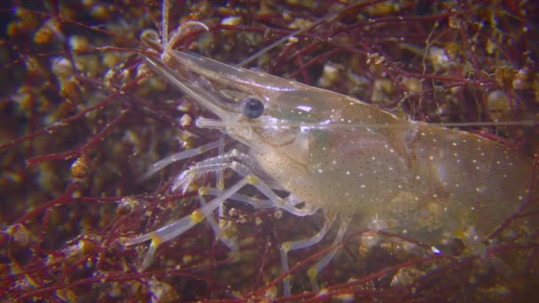 Close-up of sea shrimp. — Stock Video