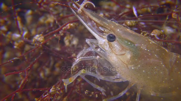 Un portrait supermacro des crevettes graminées . — Video