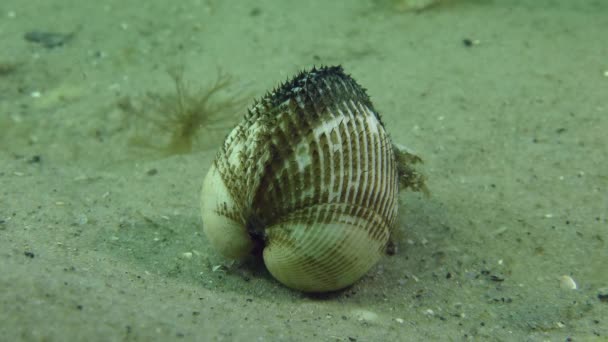 Espécie invasora Ark Clam (Anadara inaequivalvis ). — Vídeo de Stock