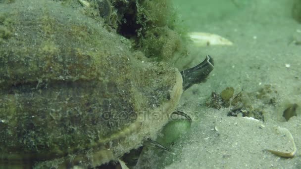 Інвазивні види жильний ропа черевоногих молюсків (Rapana venosa). — стокове відео