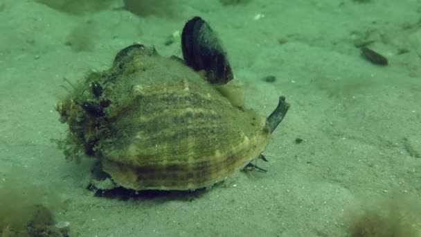 Инвазивный вид Veined Rapa Whelk (Rapana venosa ). — стоковое видео