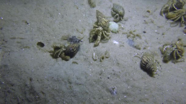 Un grand nombre de petits crabes ermites . — Video