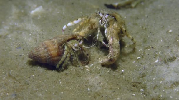 Male and female Small hermit crab (Diogenes pugilator). — Stock Video