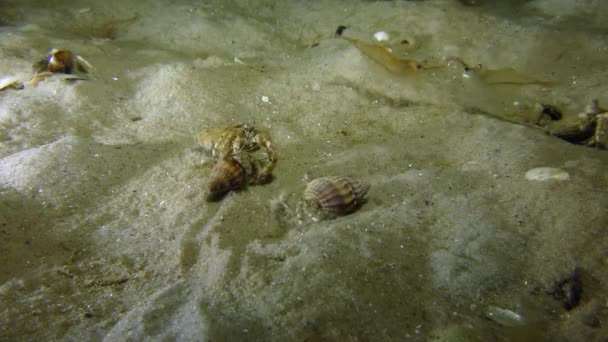 Plusieurs petits crabes ermites .