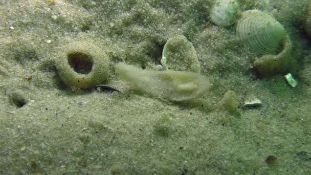 Verme piatto di mare (Planaria sp. .) — Video Stock