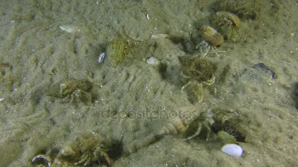 Movimento browniano de pequenos caranguejos eremitas . — Vídeo de Stock