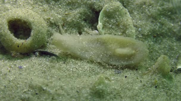 Deniz kurguya (planarialar sp.) — Stok video