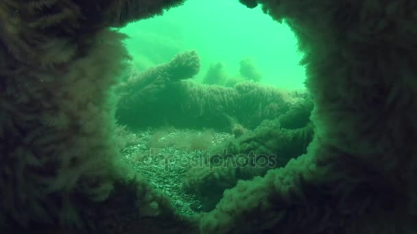 Unterwasserlandschaft: ein versunkenes Schiff. — Stockvideo