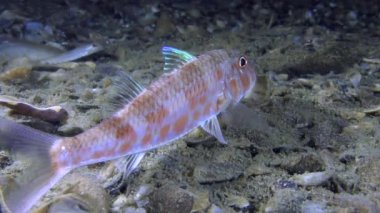 Deniz balık tekir (Mullus barbatus)