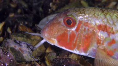 Oyun-balık tekir (Mullus barbatus), portre.