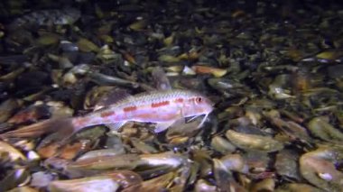 Deniz balık tekir (Mullus barbatus)