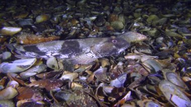 Rus kamçısı kaya balığı (Mesogobius batrachocephalus)