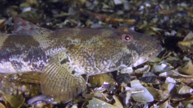 Oyun-balık Rus kamçısı kaya balığı (Mesogobius batrachocephalus), portre.